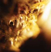 Jodis : Black Curtain (LP, Album)