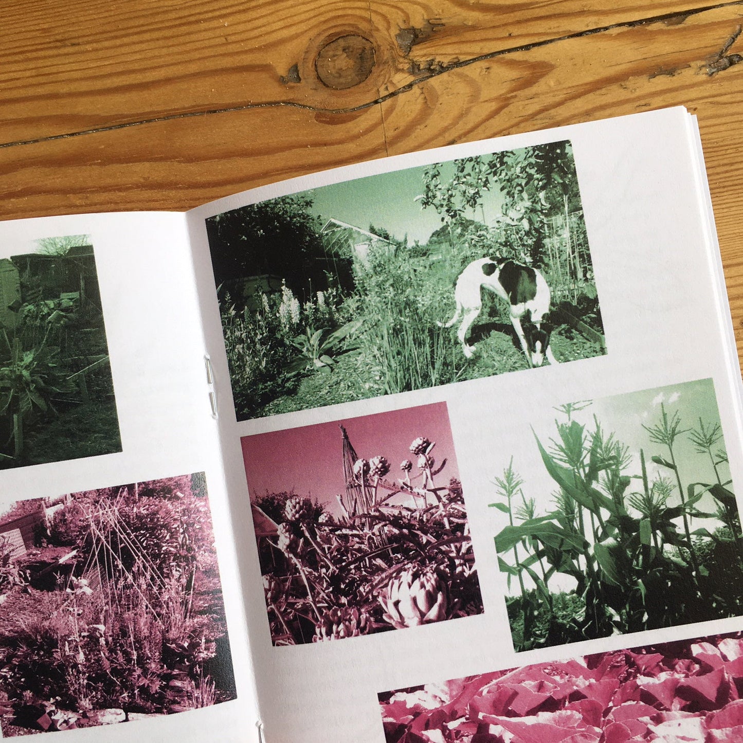 A Year in the Allotment - A6 zine - Zine - Black Lodge Press