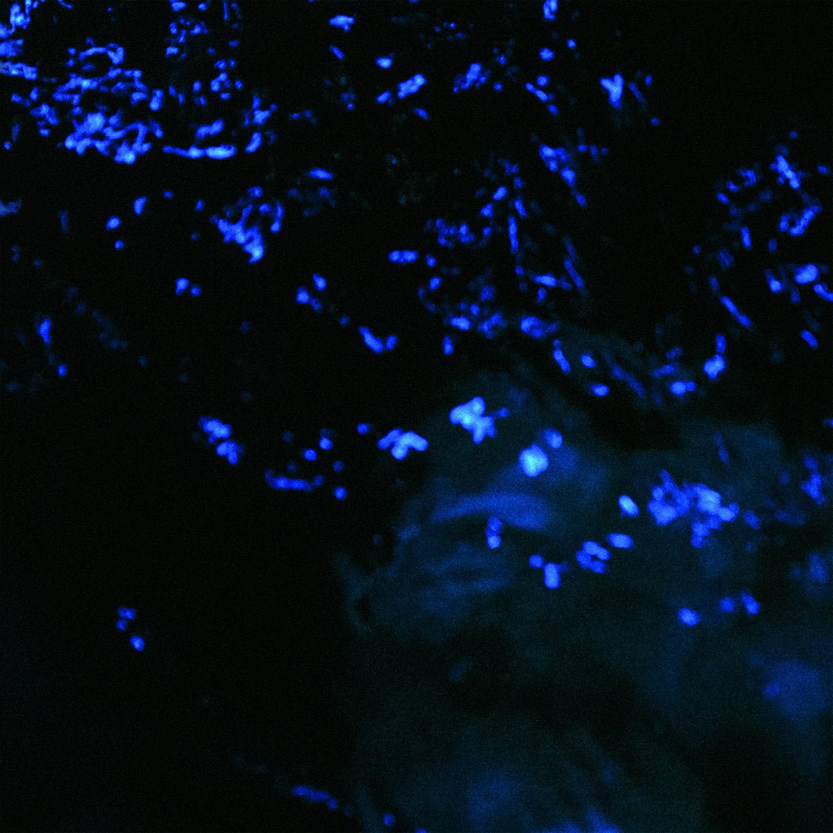 Ghum - The Coldest Fire 12" - Vinyl - Everything Sucks