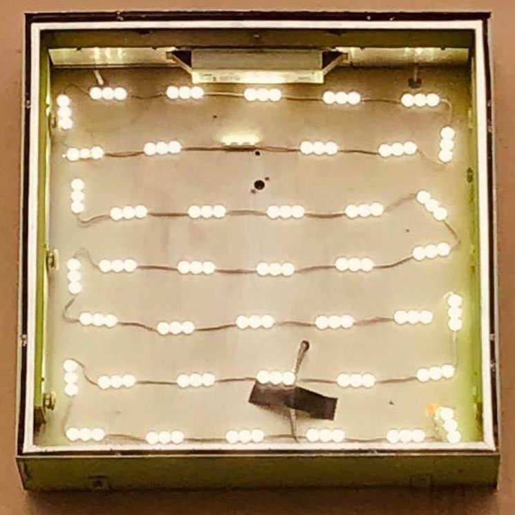 Oso Oso - Basking In The Glow LP - Vinyl - Triple Crown