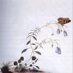 Botanist : I: The Suicide Tree / II: A Rose From The Dead (2xCD, Album)