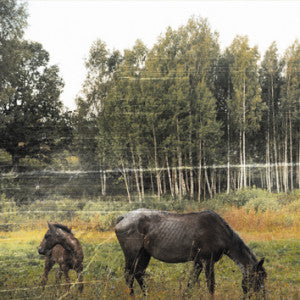 Pianos Become The Teeth : Old Pride (LP, Album, Whi)