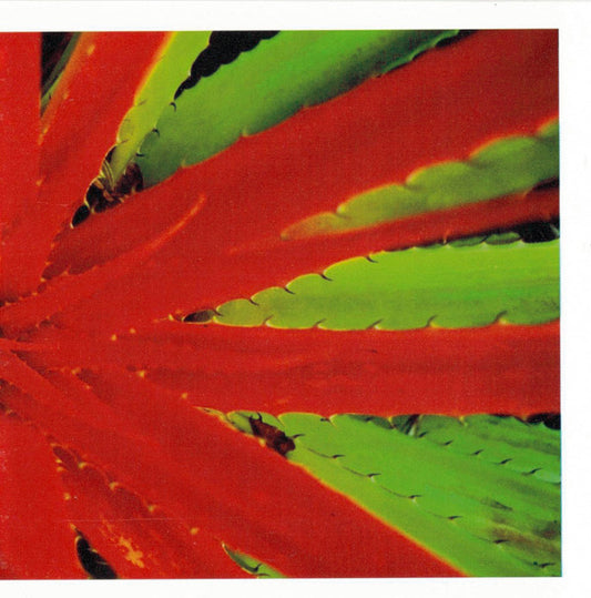 Jejune : This Afternoons Malady (CD, Album)