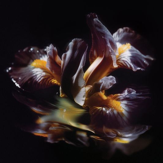 Raein – Forme Sommerse LP - Vinyl - Persistent Vision