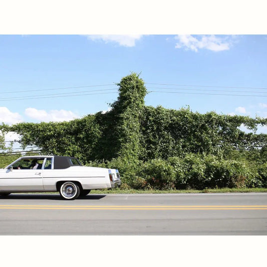 Cory Branan - When I Go I Ghost LP - Vinyl - Bluelan