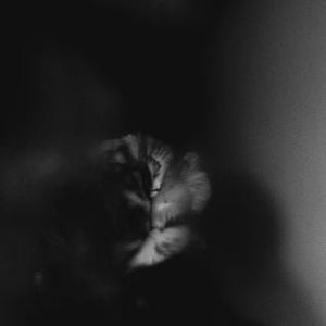 USED: Holding Absence - Holding Absence (LP, Album) - Used - Used